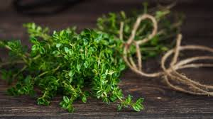 تصویر 1 از خرید آویشن شیرازی + قیمت فروش استثنایی